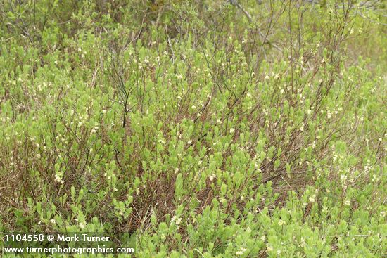 Sweetberry Honeysuckle