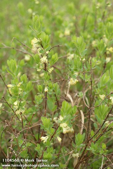 Sweetberry Honeysuckle