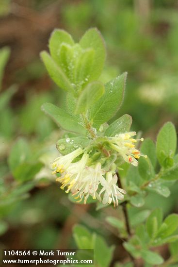 Sweetberry Honeysuckle blossoms & foliage