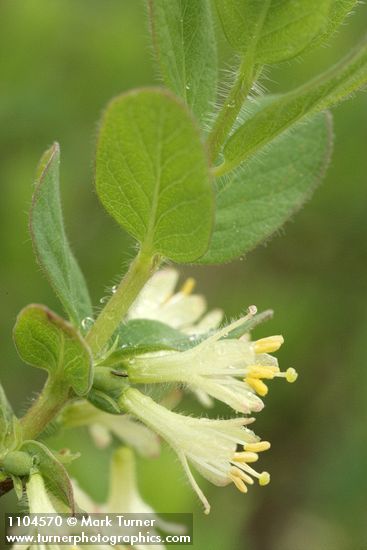 Sweetberry Honeysuckle blossoms & foliage detail