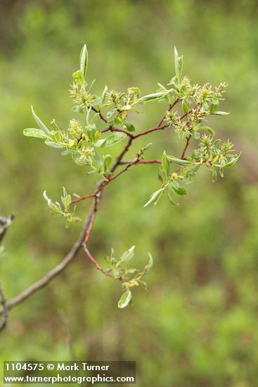 Geyer Willow female aments & foliage
