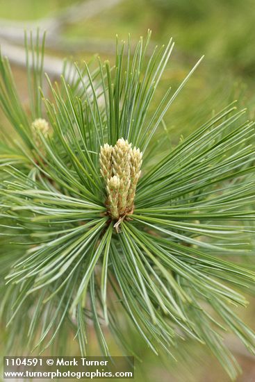 Western White Pine emerging new foliage among needles