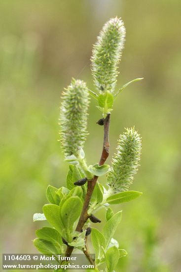 Undergreen Willow female aments & foliage