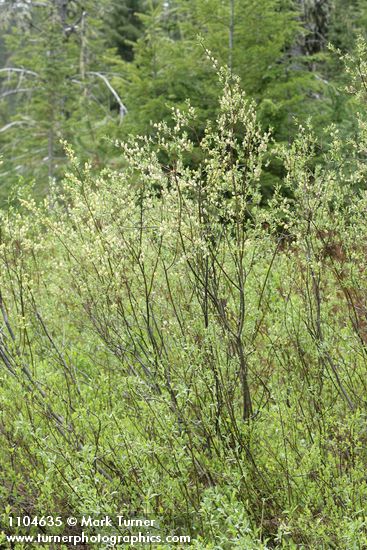 Geyer Willow (male)