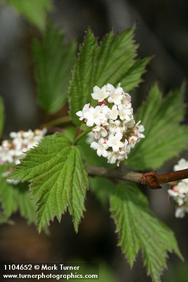 Highbush Cranberry blossoms & foliage detail