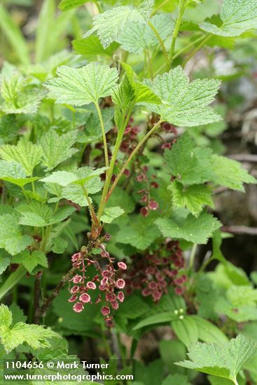 Red Swamp Currant blossoms & foliage