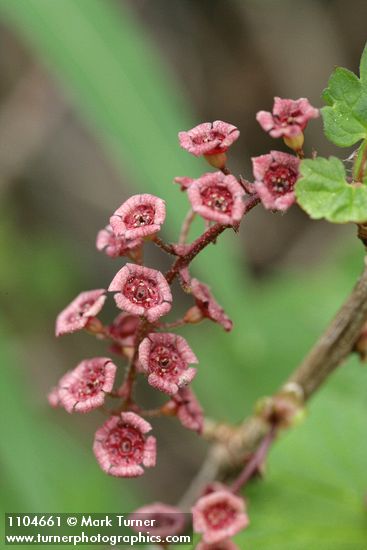 Red Swamp Currant blossoms detail