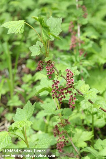 Red Swamp Currant blossoms & foliage