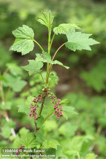 Red Swamp Currant blossoms & foliage