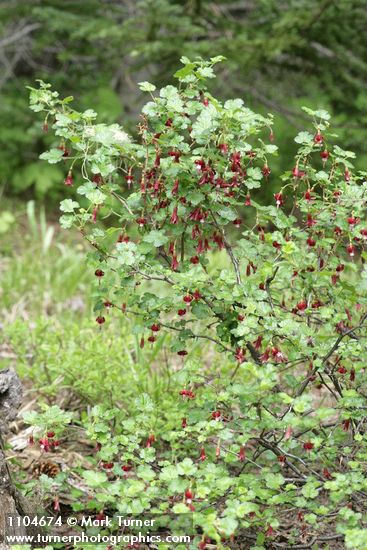 Fuchsia-flowered Gooseberry