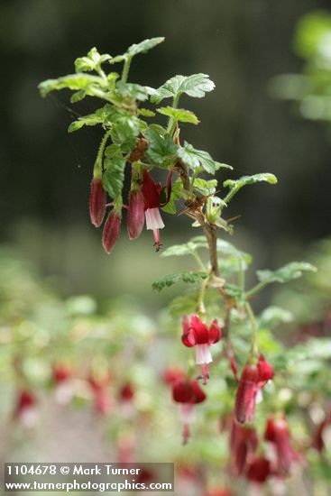 Fuchsia-flowered Gooseberry blossoms & foliage