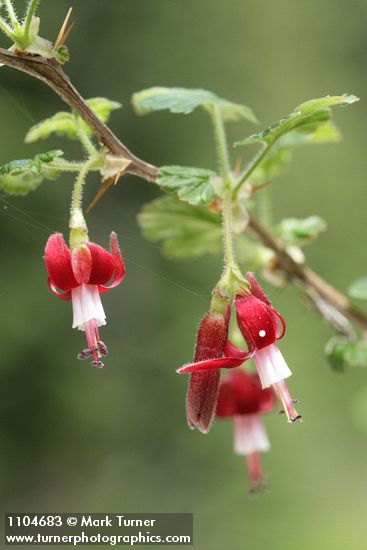 Fuchsia-flowered Gooseberry blossoms & foliage