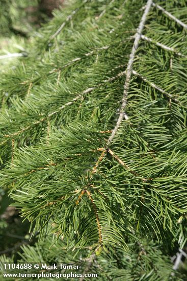 White & Grand Fir hybrid foliage
