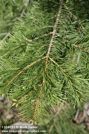 White & Grand Fir hybrid foliage
