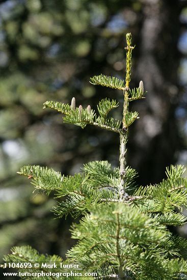 White & Grand Fir hybrid w/ immature cones