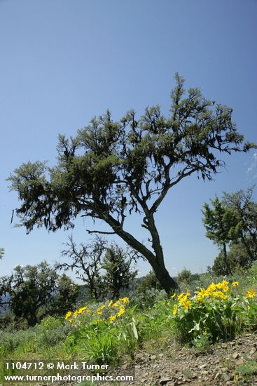 Mountain Mahogany w/ Arrowleaf Balsamroot