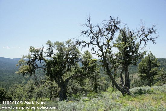 Mountain Mahogany