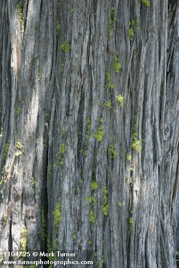 Western Juniper bark