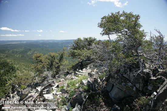 Aldrich Mountains panoramic landscape, Mountain Mahogany fgnd [pan 8 of 14]