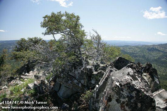 Aldrich Mountains panoramic landscape, Mountain Mahogany fgnd [pan 9 of 14]