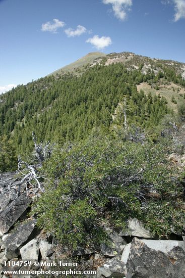 Fields Peak w/ Mountain Mahogany fgnd