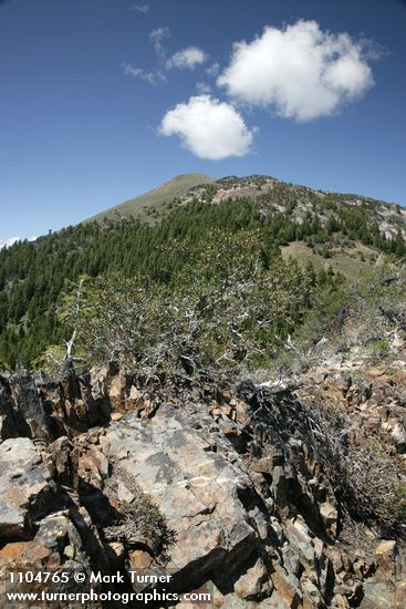 Mountain Mahogany w/ Fields Peak bkgnd