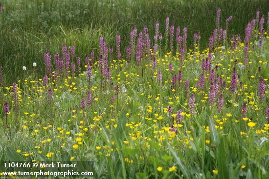 Eephant's Head Lousewort w/ Buttercups in wet meadow