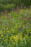 Eephant's Head Lousewort w/ Buttercups in wet meadow