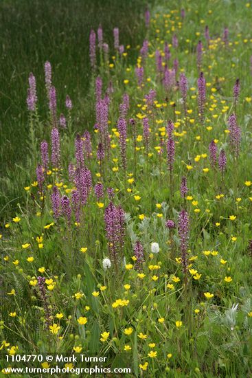 Eephant's Head Lousewort w/ Buttercups in wet meadow
