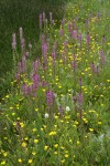 Eephant's Head Lousewort w/ Buttercups in wet meadow