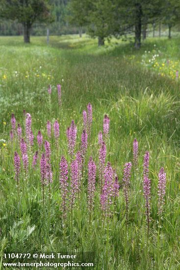 Eephant's Head Lousewort in wet swale