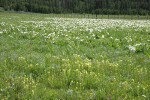 Cusick's Paintbrush w/ White Mule's Ears