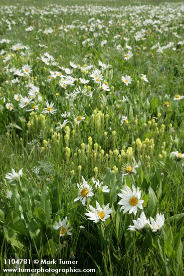 White Mule's Ears w/ Cusick's Paintbrush
