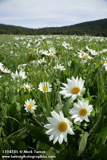 White Mule's Ears
