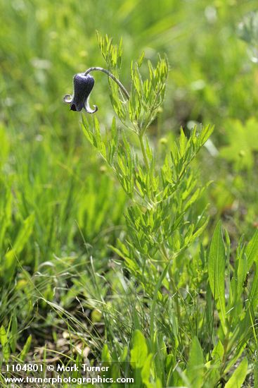 Sugar Bowls blossom & foliage