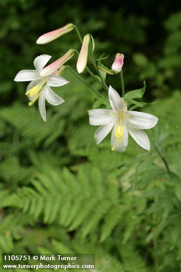 Washington Lily blossoms