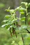 Fuchsia-flowered Gooseberry immature fruit & foliage