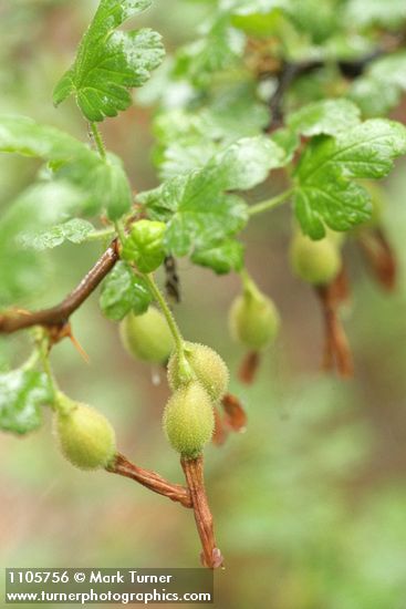 Fuchsia-flowered Gooseberry immature fruit & foliage