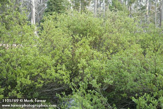 Booth's Willow (female fgnd, male bkgnd) at edge of Three Creek