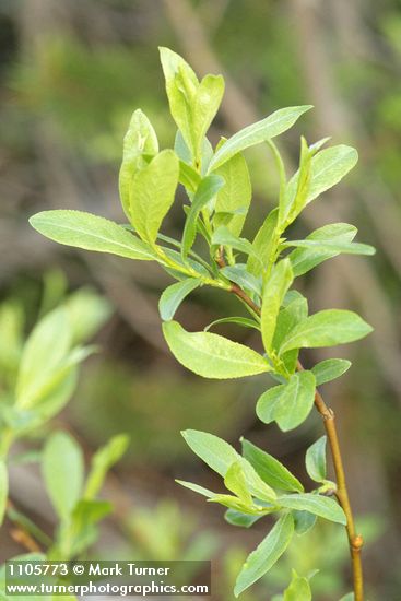 Booth's Willow foliage detail