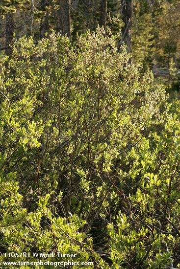 Booth's Willow (male), backlit