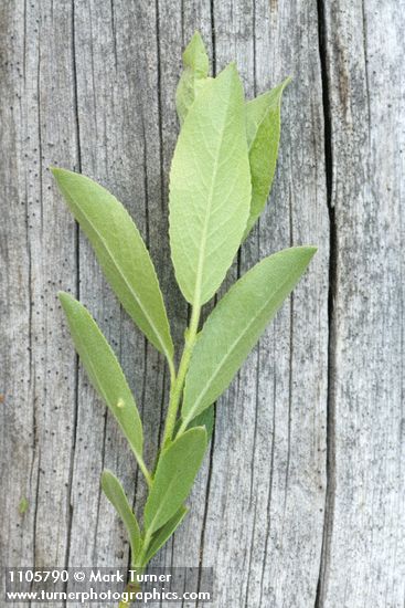 Booth's Willow foliage underside detail