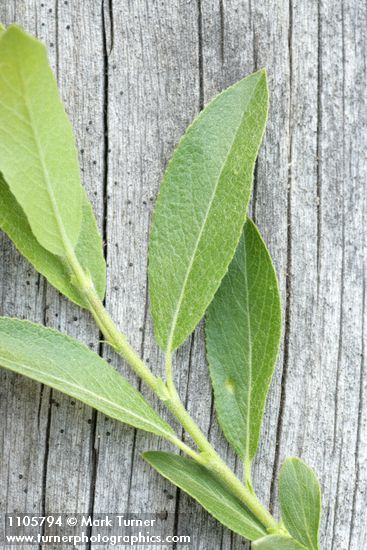 Booth's Willow foliage detail