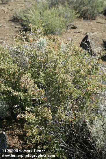 Wax Currant w/ fruit