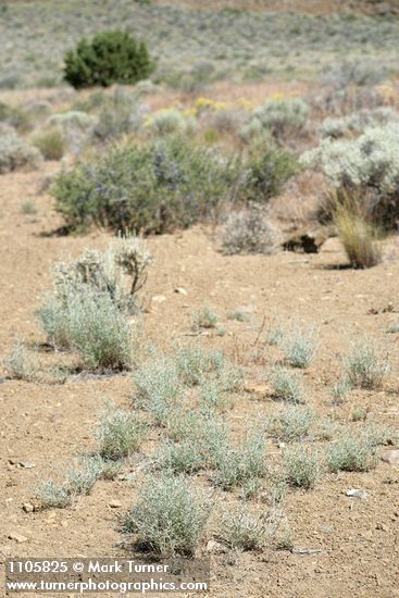 Thorn Skeletonweed habitat view w/ Juniper & Bitterbrush soft bkgnd