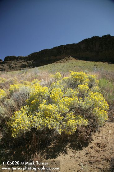 Spineless Horsebrush