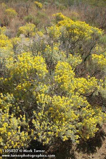 Spineless Horsebrush