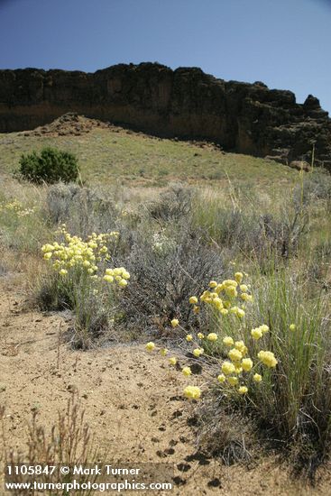 Cushion Buckwheat habitat view
