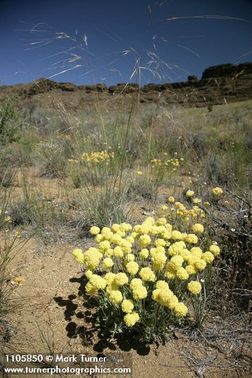 Cushion Buckwheat habitat view w/ Needle and Thread Grass