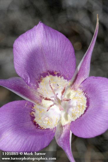 Green-banded Mariposa-lily blossom detail